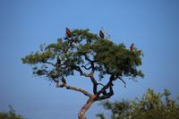 Kruger NP - Tawny Eagles 2